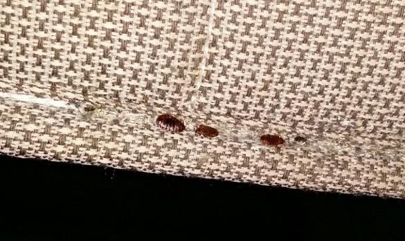 Adult bed bugs on a mattress.