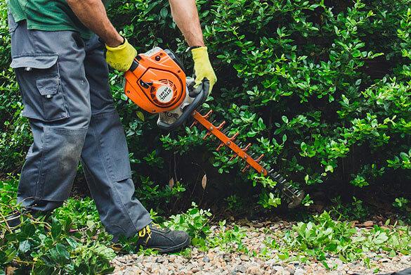 tree pruning tree pruning
