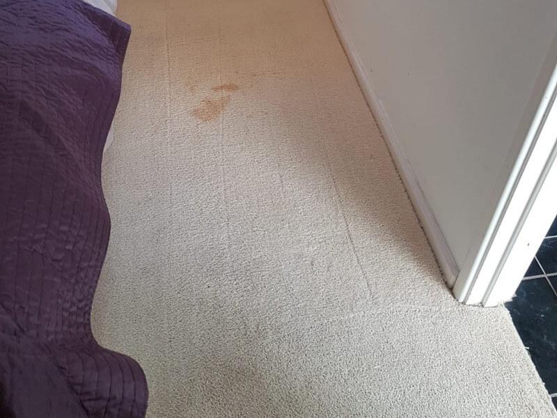 cleaning of carpet stains Bundaberg