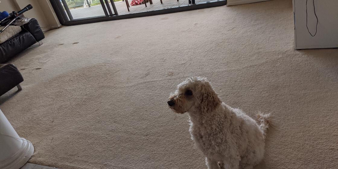 nicely clean carpet with a dog standing on it