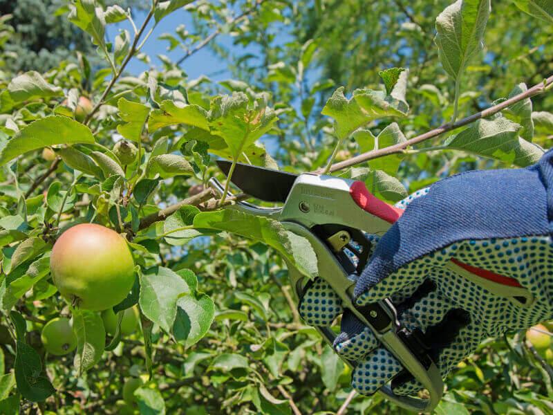 Hand cutting off apple tree branch with tool