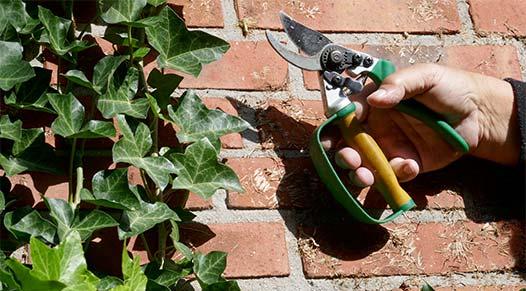 Professional Ivy Removal Services | Fantastic Services