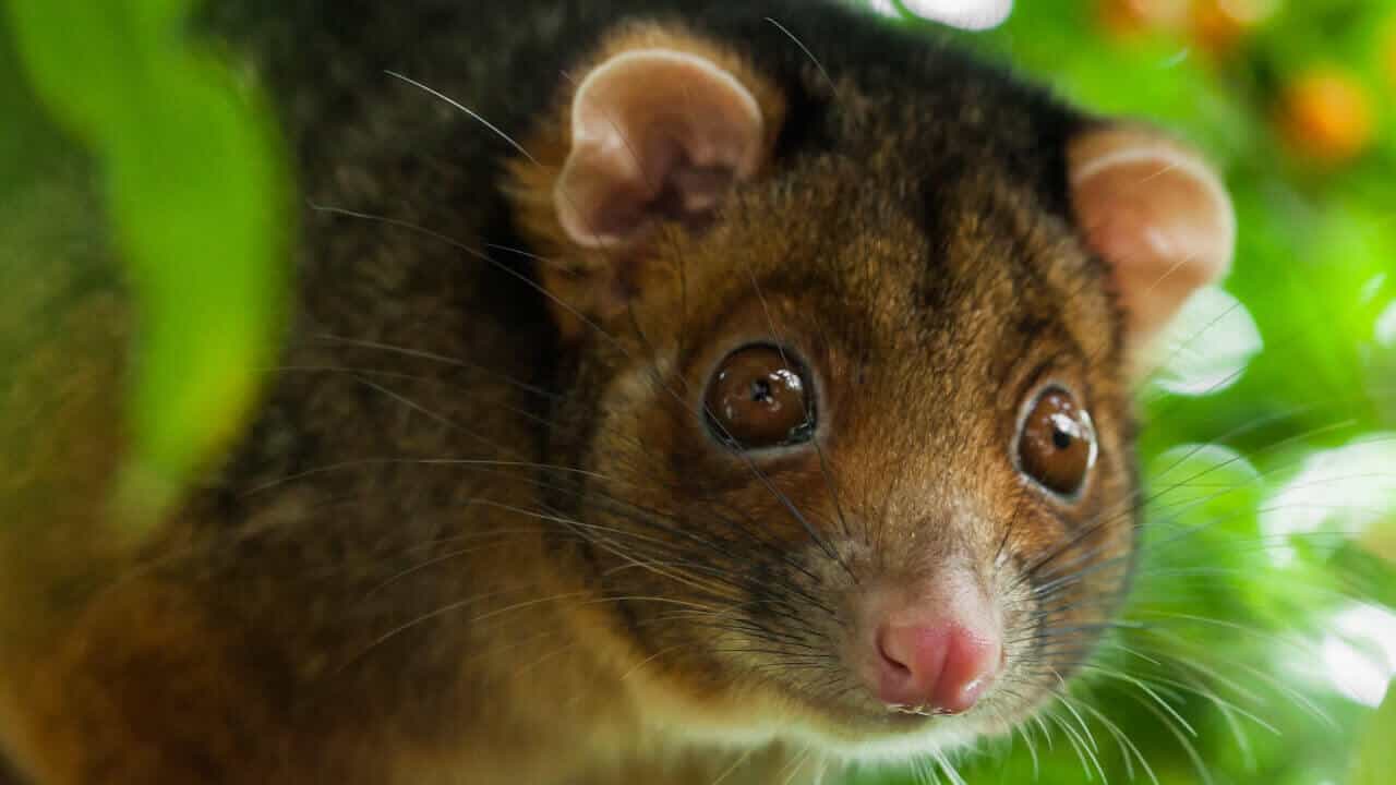 close-up of a possum on a tree branch, staring directly into the camera