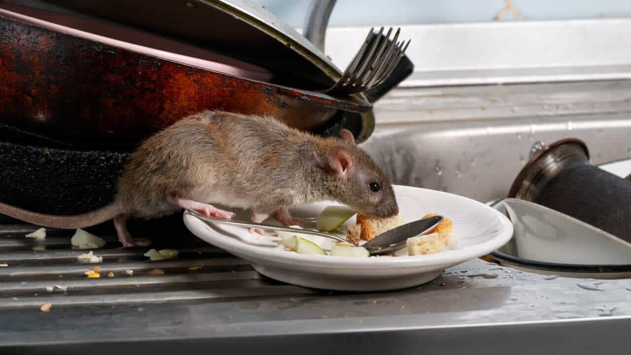 rat stealing food from a kitchen plate in a rat-infested household