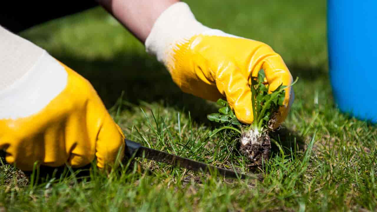 Close-up of a gardener's hands wearing yellow gloves and weeding a client's yard