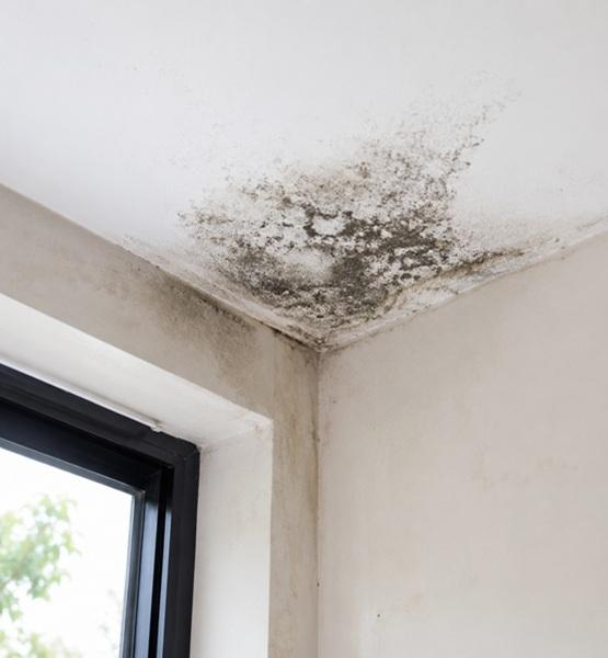 Mould removal service